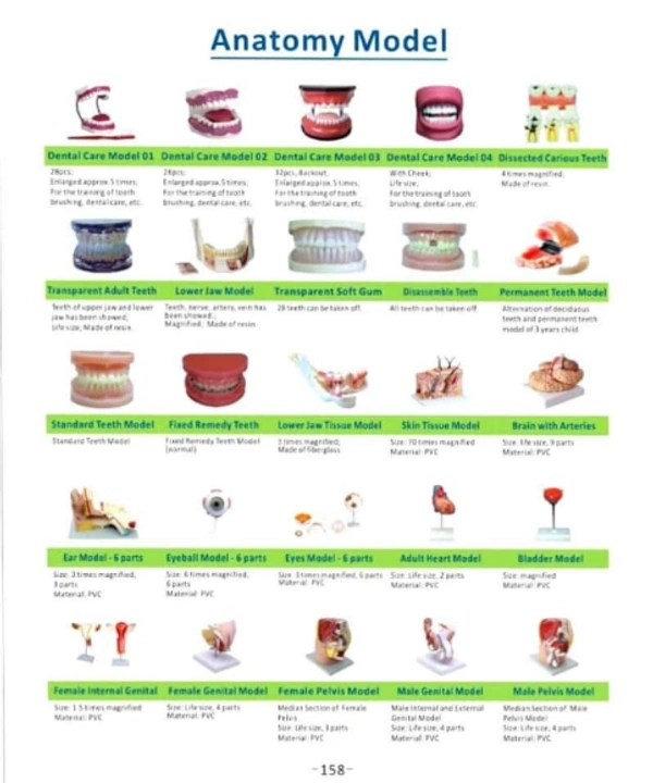 Anatomical Training Materials